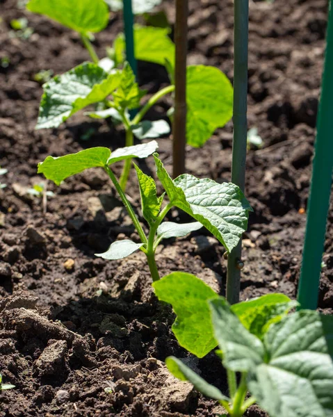 Bahçe yatağında salatalık fideleri yetişiyor. Bahçe konsepti, ilkbahar.