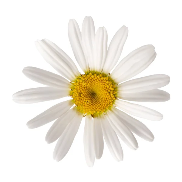 Kwiat Daisy Odizolowany Białym Zbliżenie Głowy Kwiatu Rumianku Widok Góry — Zdjęcie stockowe