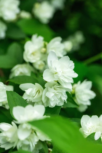 White Jasmine Flowers Garden Spring Nature Background — Stock Photo, Image