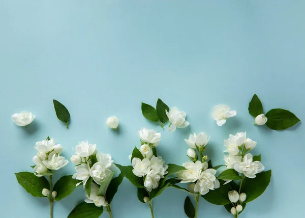 Mavi Arka Planda Beyaz Yasemin Çiçekleri Bahar Çiçeği Arka Planı — Stok fotoğraf