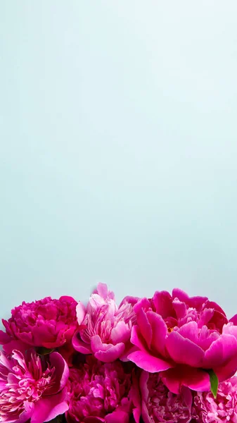 Mavi Arka Planda Güzel Pembe Şakayık Çiçekleri Üst Görünüm Düz — Stok fotoğraf