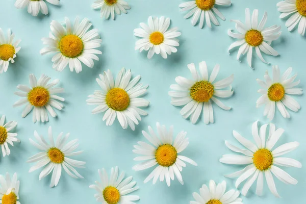 Papatya Çiçekli Yaz Deseni Açık Mavi Arkaplanda Beyaz Papatya Çiçekleri — Stok fotoğraf