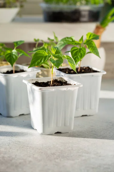 Jeunes Plants Poivre Poussant Dans Des Pots Plastique Blanc Paprika — Photo