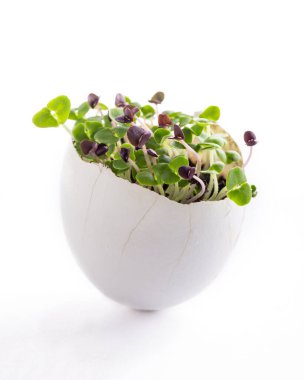 Beyaz arka planda yumurta kabuklu fesleğen. Paskalya süsü. Bahçe işleri konsepti. Hayatın başlangıcı kavramı.