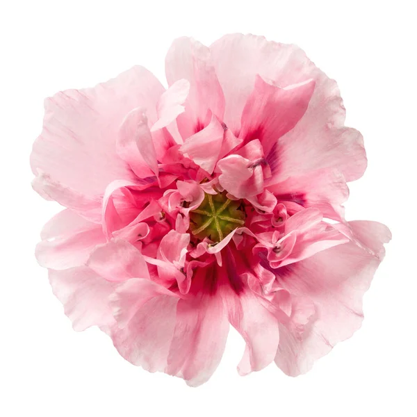 Πόπι Ροζ Παιώνιος Λουλούδι Απομονώνονται Λευκό Φόντο Κοντινό Πλάνο Του — Φωτογραφία Αρχείου