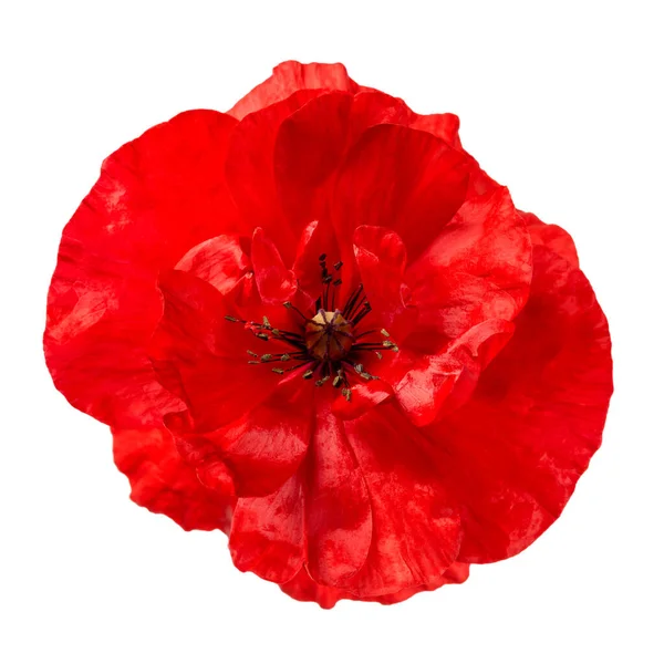 Poppy Rode Bloem Geïsoleerd Witte Achtergrond Close Van Bloeiende Bloemenkop — Stockfoto