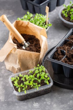 Dalış çiçekleri ayrı ayrı kaplarda filizlenir. Aster tohumları topluyor. Filiz nakli. Bahar zamanı, bahçe konsepti..