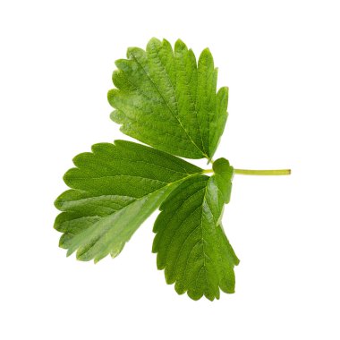 Beyaz arka planda yeşil çilek yaprağı var. Yakın plan..