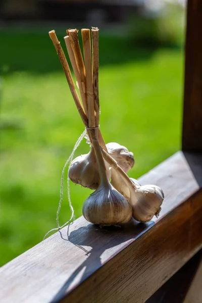 Frisch Geerntete Knoblauchzwiebeln Bund Weißer Knoblauch Draußen Gartenkonzept — Stockfoto