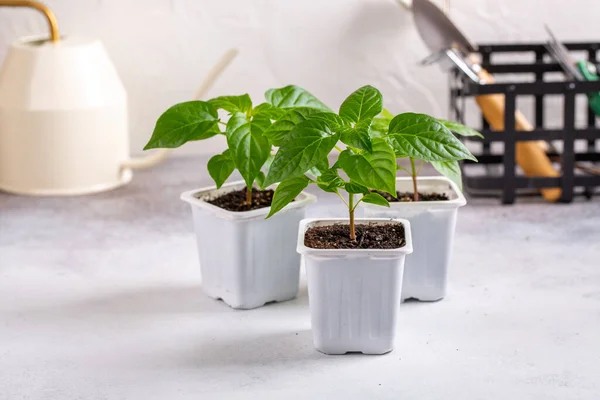 Jeunes Plantes Poivre Pots Semis Printemps Concept Jardinage Printemps — Photo