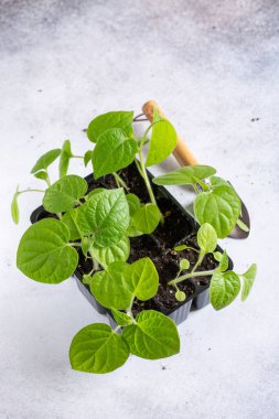 Cape bektaşi üzümü (Physalis peruviana). Tencerelerde Physalis filizleri var. Bahar tohumları. Bahçe konsepti, ilkbahar