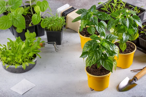 Jeunes Plantes Poivre Pots Semis Printemps Concept Jardinage Printemps — Photo