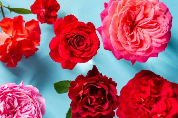 Prachtige Veelkleurige Rozenbloemen Een Blauwe Achtergrond Bovenaanzicht — Stockfoto