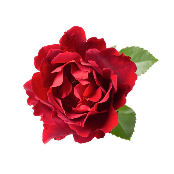 Rosa Rossa Con Foglie Isolate Bianco Primo Piano Della Testa — Foto Stock