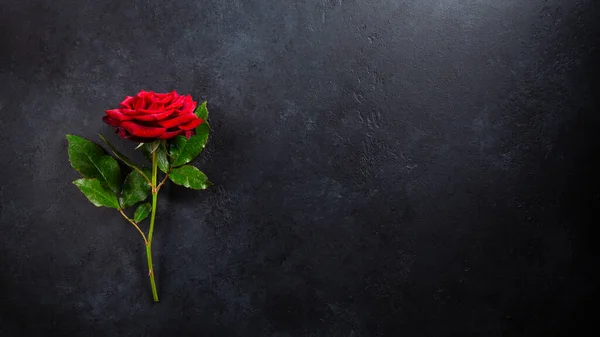 Červená Růže Květiny Černém Pozadí Kopírovat Prostor — Stock fotografie