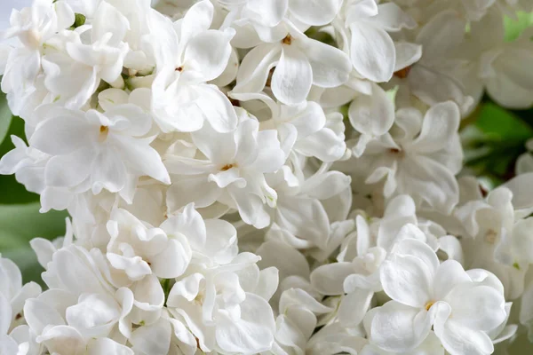 Nære Blomstrende Syriner Vakre Hvite Syrinblomster Vår Bakgrunn stockfoto