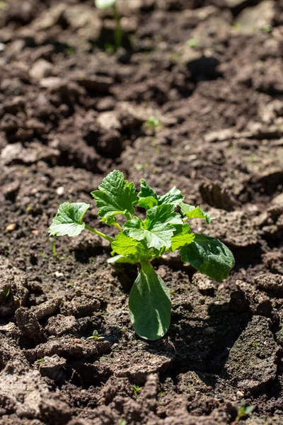 Zucchini Seedling Growing Ridge Squash Sprout Garden Bed Gardening Concept Stock Photo