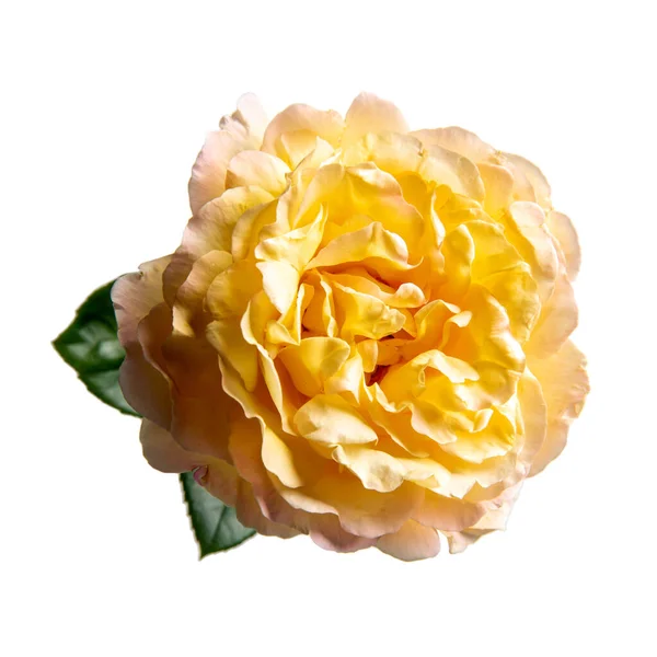 葉が白で孤立した黄色のバラ 花頭のクローズアップ ロイヤリティフリーのストック画像