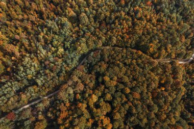Sonbaharda renkli bir ormanın havadan çekilmiş fotoğrafı..