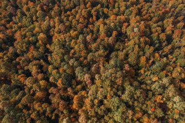 Sonbaharda renkli bir ormanın havadan çekilmiş fotoğrafı..