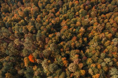 Sonbaharda renkli bir ormanın havadan çekilmiş fotoğrafı..