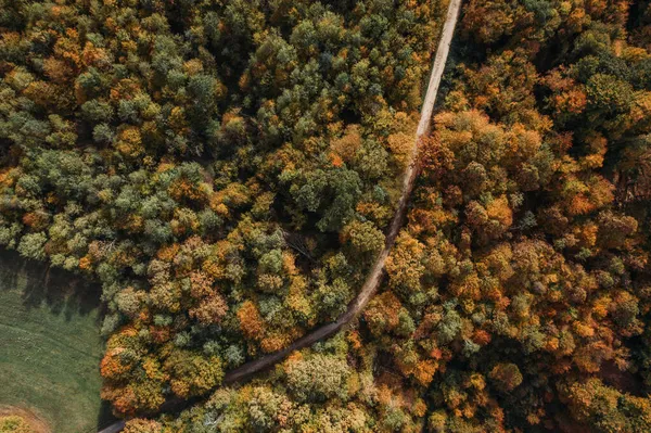 Sonbaharda renkli bir ormanın havadan çekilmiş fotoğrafı..