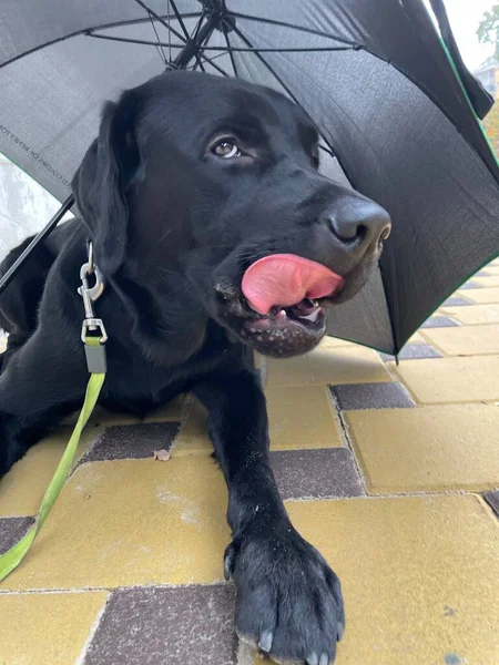 Hund Sitzt Unter Einem Regenschirm — Stockfoto