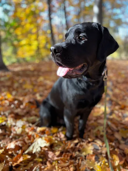 Sonbahar ormanında gülümseyen Labrador köpeği.