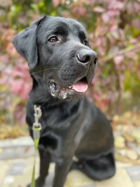 Güzel Labrador sabah yürüyüşünde.
