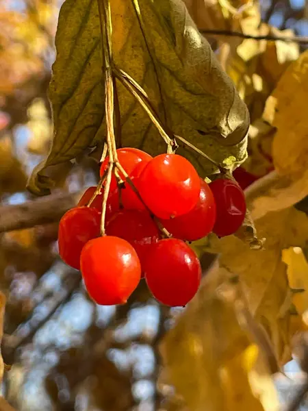 Viburnum en güzel ağaçlardan biridir.