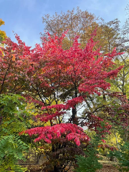 Botanik bahçesindeki güzel renkli ağaç