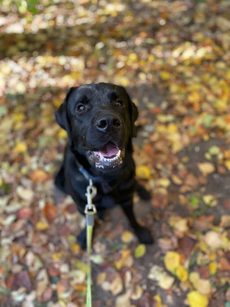 Sonbahar mutlu havası. Kara Labrador yürüyüşünde mutlu.