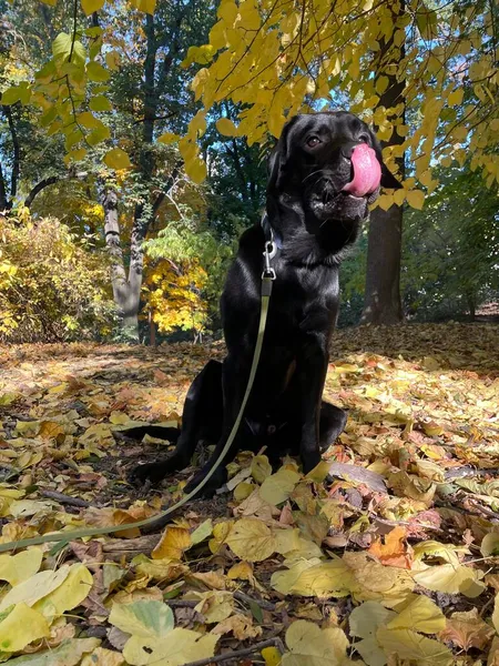 Kara Labrador botanik bahçesinde kalıyor.