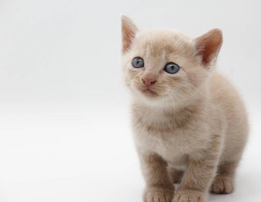 bej saçlı mavi gözlü yavru kedi beyaz arka planda izole edilmiş.