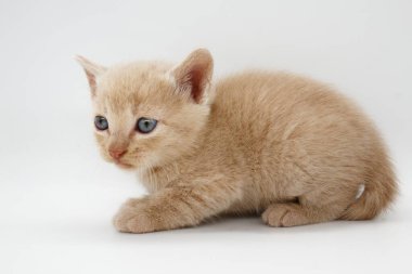 bej saçlı mavi gözlü yavru kedi beyaz arka planda izole edilmiş.