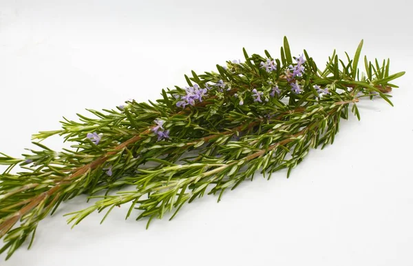 Salvia Rosmarinus Plant Alternative Natural Medicine Aromatherapy Isolated White Background — Stock Photo, Image