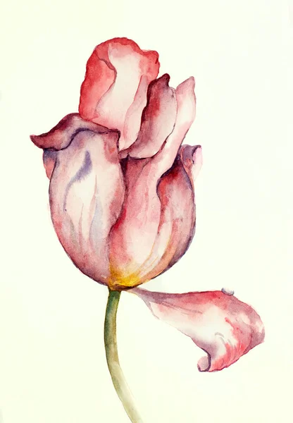 Fleur Tulipe Rouge Sur Fond Clair — Photo