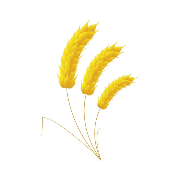 Beyaz arka planda üç kulaklık buğday..