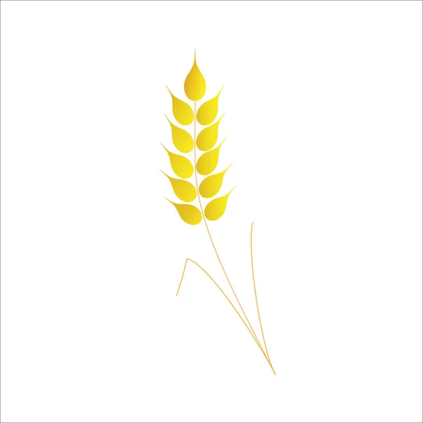 beyaz zemin üzerinde buğday kulak.