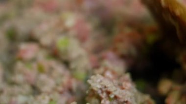 Hindi etiyle tavada kızartılan malzemeleri karıştır. Chili con carne pişir, Meksika mutfağı. Makro çekim