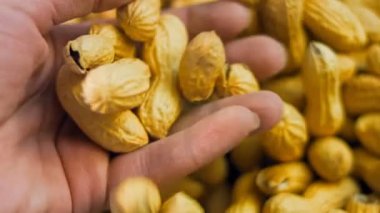 Kadın havlayarak fıstıkların kalitesini analiz ediyor. Makro kaydırma atışı.