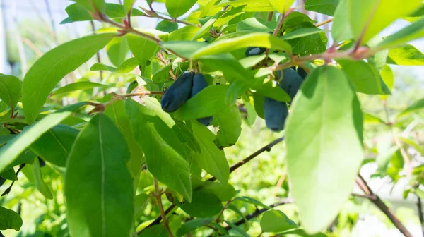 Böğürtlenli yeşil hanımeli çalısı