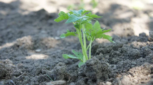 Tomato seedling in fertile soil — Stock Photo, Image