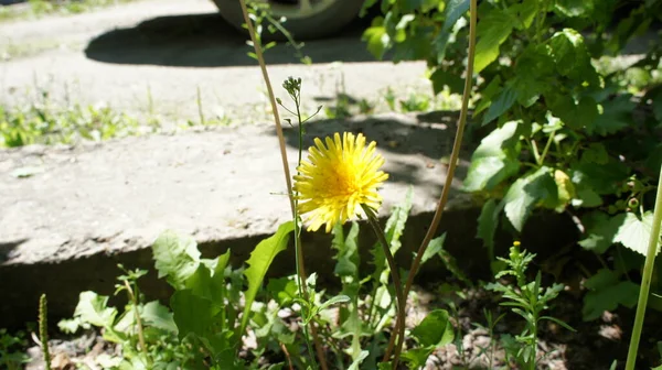 Κίτρινο λουλούδι πικραλίδα, κοντά στο δρόμο — Φωτογραφία Αρχείου