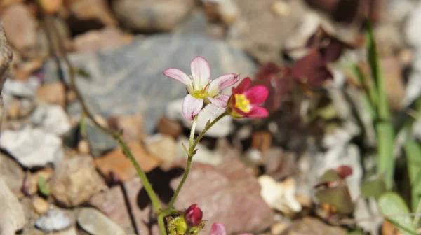 Alp kaydırağında saksafonunu düzeltir