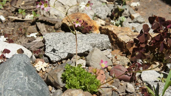 Alp kaydırağında saksafonunu düzeltir