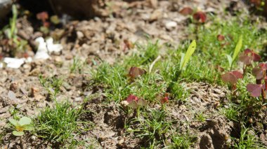 İrlanda yosunu alp kaydırağında, manzara tasarımı