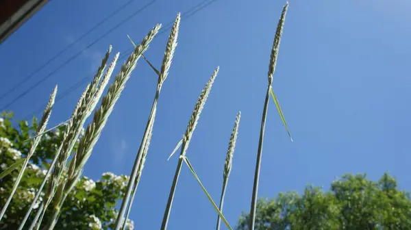 Cereal crop on a blue sky background, plant seeds — Stock Photo, Image