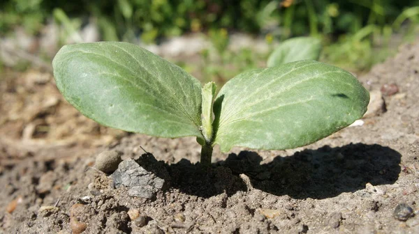 Topraktan bir filiz çıktı, yeni bir hayat..