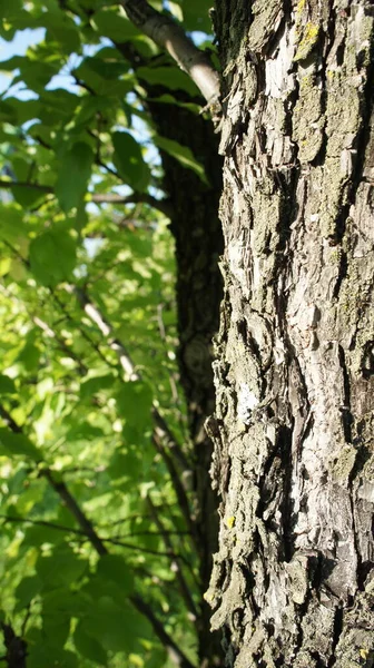 Corteza de árbol sobre un fondo de hojas verdes —  Fotos de Stock